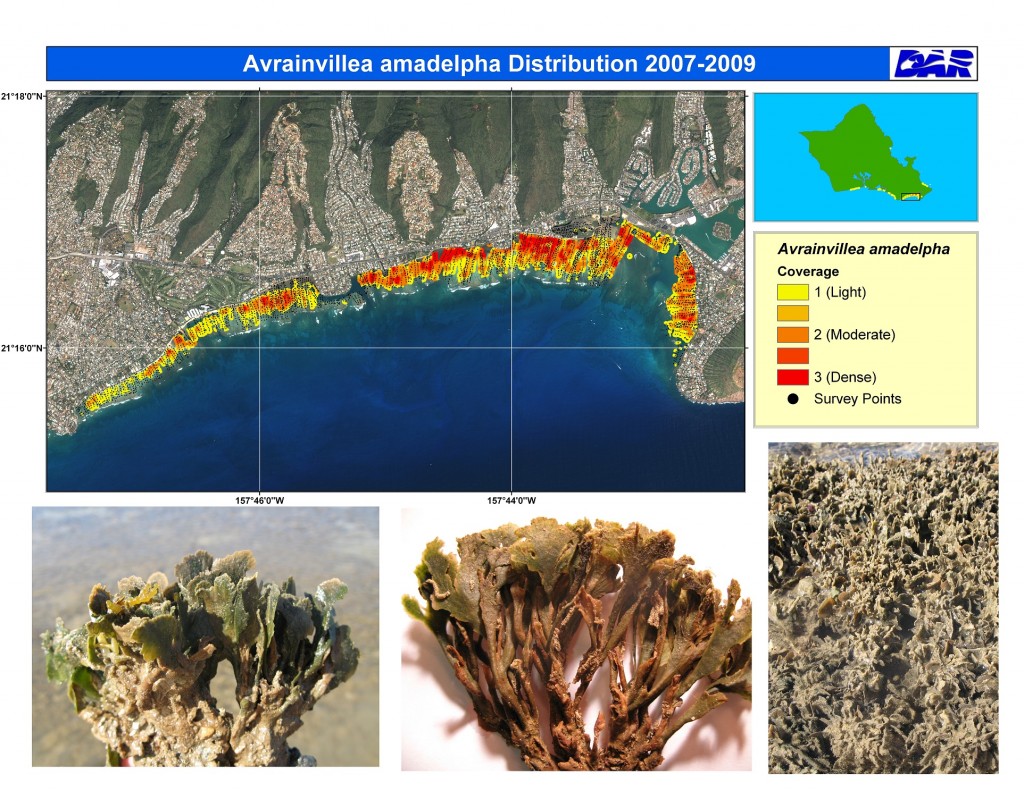 Mudweed distribution in Maunalua Bay, Oahu