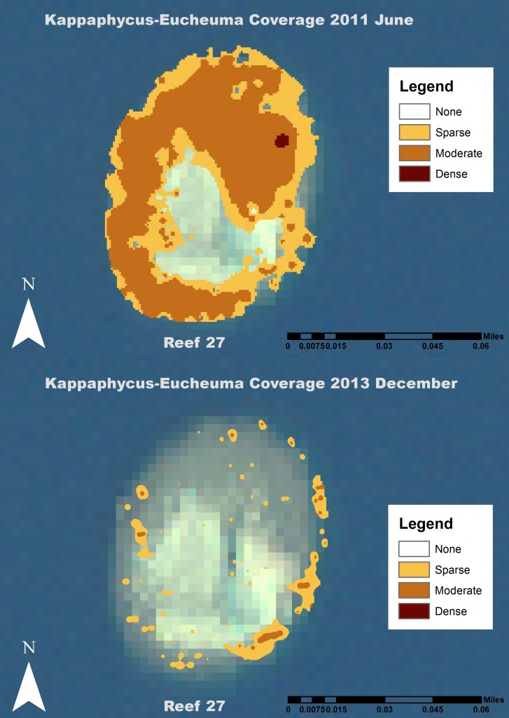 Patch reef demonstrates drastic reduction of smothering seaweed before and after mechanical removal and addition of hatchery raised urchins. 