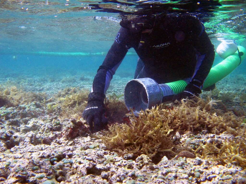 DAR diver using Super Sucker to remove invasive algae. 