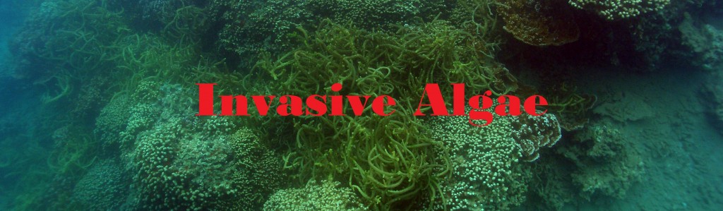 Invasive Algae