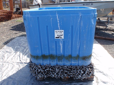 image of alien species attached to marine debris