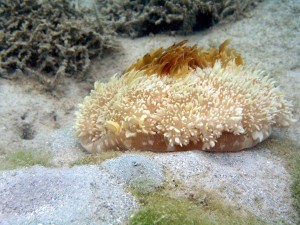 upside down jellyfish