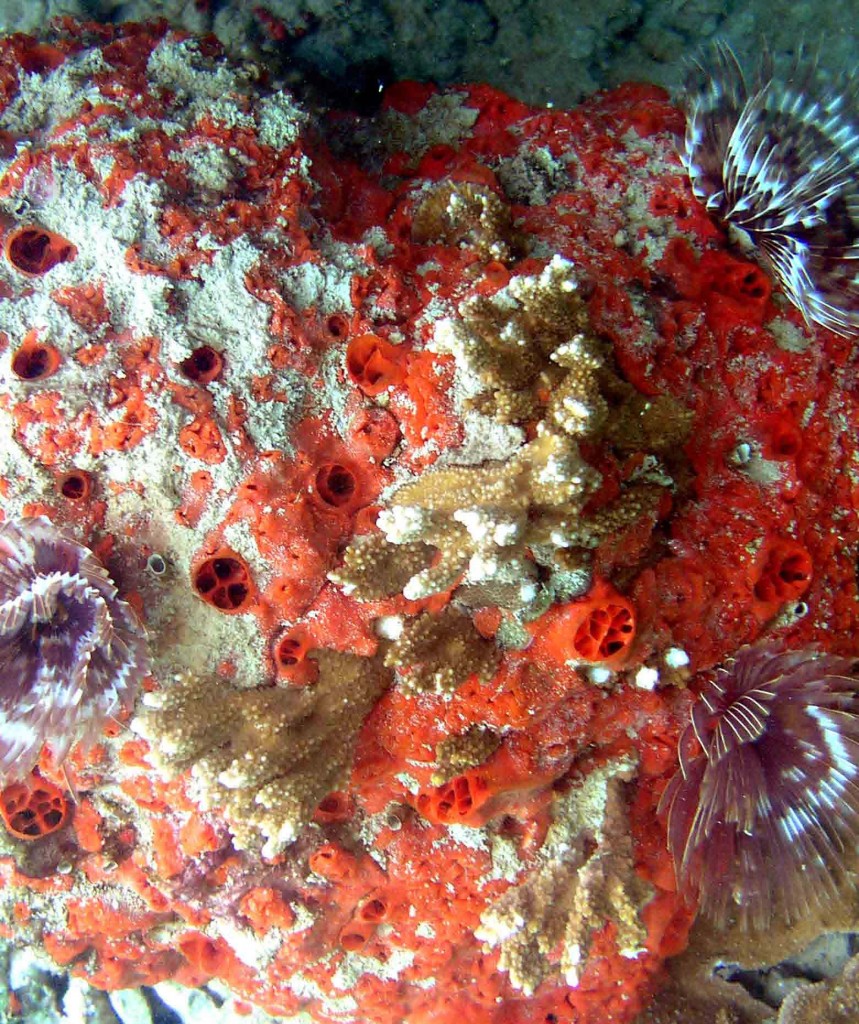 Mycale armata, Orange Keyhole Sponge