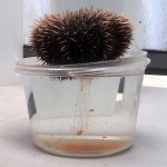 Female sea urchin releasing her eggs into a container. 