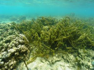 Kappaphycus alvarezii
