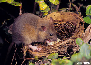 rat-in-nest1-jack-jeffrey