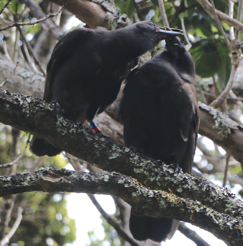 ʻAlalā pair