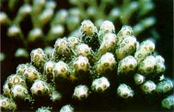 Stony coral