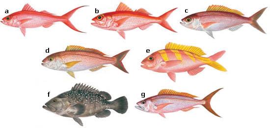 bottomfish species