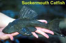 Suckermouth Catfish