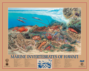 Posters of Marine invertebrates of Hawaii