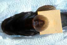 sucking disk on A. guamensis