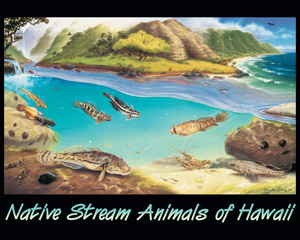 Posters of Native stream animals of Hawaii