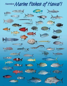 Posters of nearshore marine fishes of Hawaii