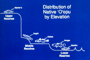 Distribution of Native 'O'opu by Elevation