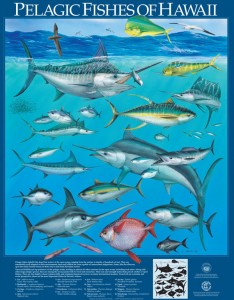 Posters of pelagic fishes of Hawaii