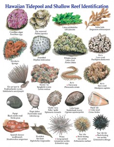 Posters of Hawaiian Tidepool and Shallow Reef Identification