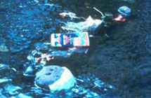 Trash in stream