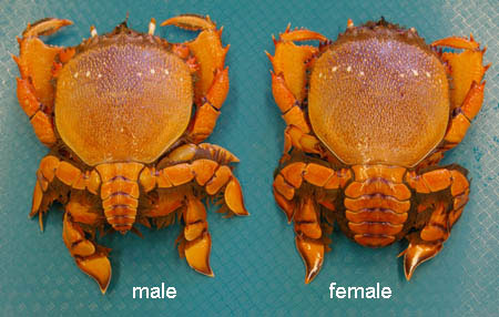 Difference of male and female Kona Crab