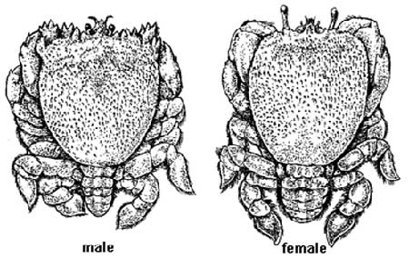 Difference of male and female Kona Crab in illust