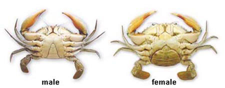 Difference of male and female Samoan Crab