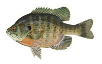Bluegill sunfish