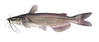 Channel catfish