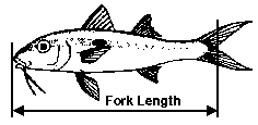 Measurement of Fish