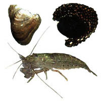 Hihiwai, Hapawai, and 'Opae kala'ole