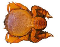 Kona crab