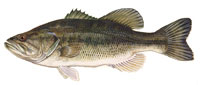 Largemouth bass