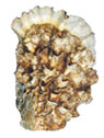 Oyster