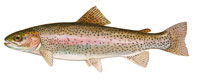 Rainbow trout