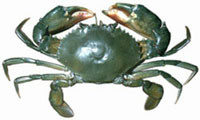 Samoan crab