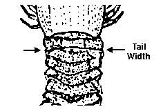 Measurement of Ula papapa