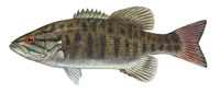 Smallmouth bass