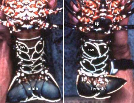 Difference of male and female Spiny Lobster