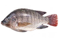 Tilapia