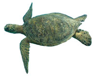 Honu
