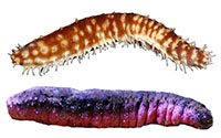 sea cucumbers