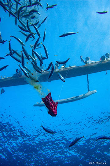 Image of fishers feeding a school of opelu