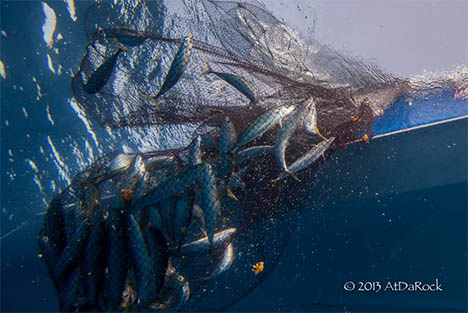 Opelu caught in a net