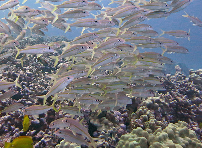 school of goatfish
