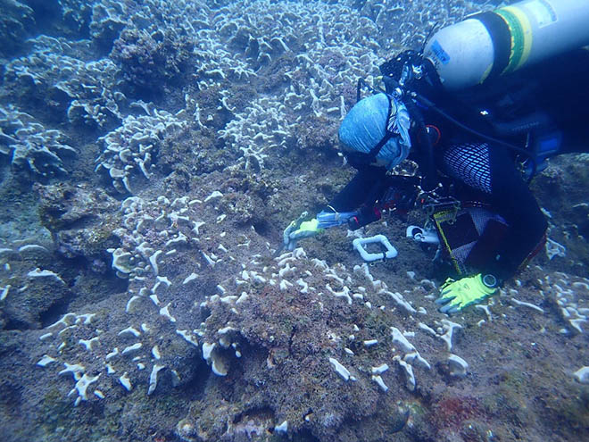 reef covered with Chondria