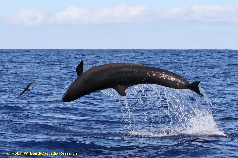 false killer whale breaching