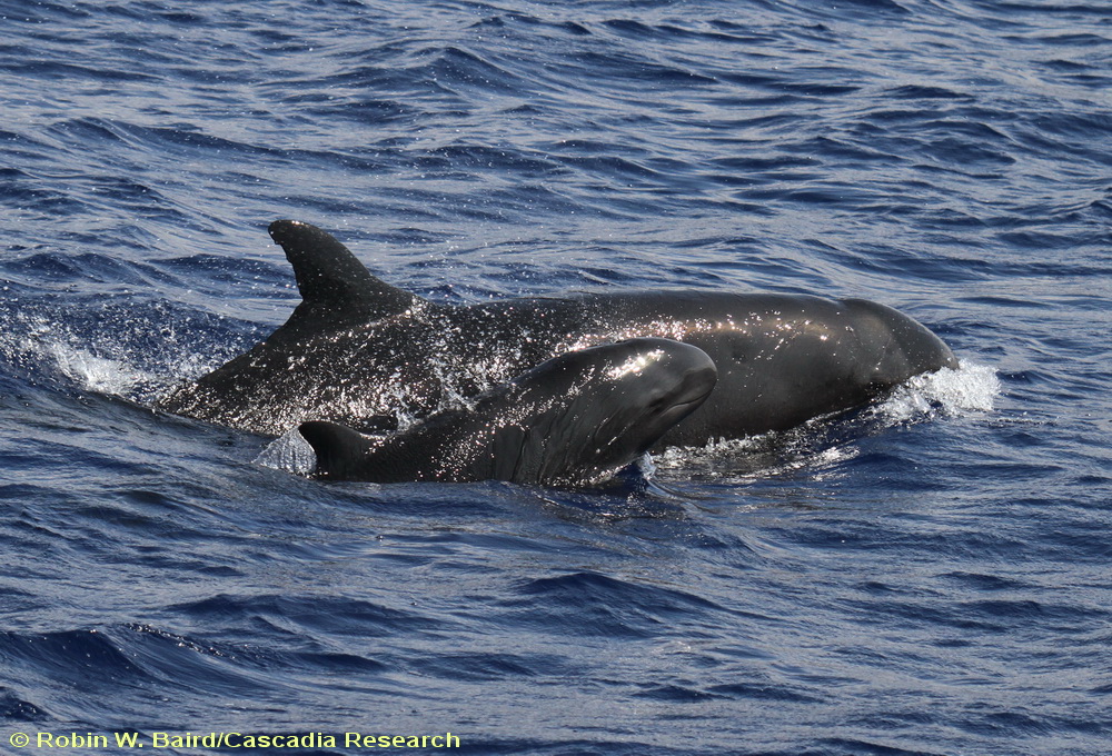 false killer whales