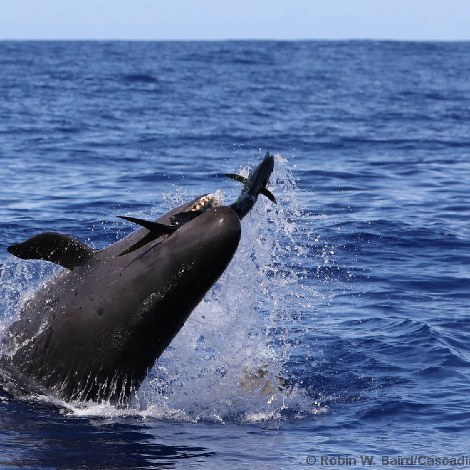 false killer whale