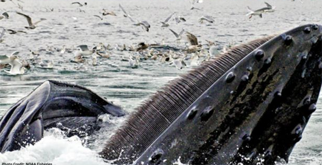 humpback whale feeding
