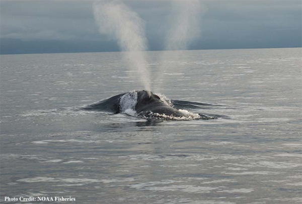 humpback whale blow