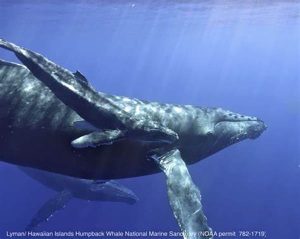 humpback whales